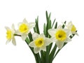 Spring floral border, beautiful fresh daffodils flowers, isolated on white background. Selective focus Royalty Free Stock Photo