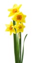 Spring floral border, beautiful fresh daffodils flowers, isolated on white background. Royalty Free Stock Photo