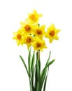 Spring floral border, beautiful fresh daffodils flowers, isolated on white background. Royalty Free Stock Photo