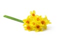 Spring floral border, beautiful fresh daffodils flowers, isolated on white background. Royalty Free Stock Photo