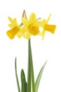 Spring floral border, beautiful fresh narcissus flowers. Royalty Free Stock Photo