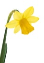 Spring floral border, beautiful fresh narcissus flowers. Royalty Free Stock Photo