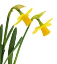 Spring floral border, beautiful fresh narcissus flowers. Royalty Free Stock Photo