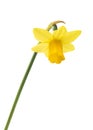 Spring floral border, beautiful fresh narcissus flowers. Royalty Free Stock Photo