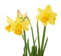 Spring floral border, beautiful fresh narcissus flowers Royalty Free Stock Photo