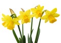 Spring floral border, beautiful fresh narcissus flowers Royalty Free Stock Photo