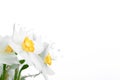 Spring floral border, beautiful fresh narcissus flowers Royalty Free Stock Photo