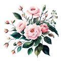 Spring floral bouquet watercolor flowers pink roses, vector Illustration. Royalty Free Stock Photo