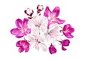 Realistic white and pink vector flowers, petals, buds, fruit tree branch ready to use. Royalty Free Stock Photo