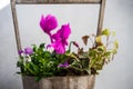 Spring floral composition with bright cyclamen