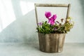 Spring floral composition with bright cyclamen