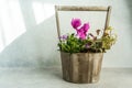 Spring floral composition with bright cyclamen