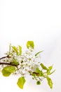 Spring Floral concept Pear white Blossoms on white background Royalty Free Stock Photo