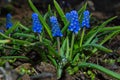 Spring floral garden. Blue flowers Grape Hyacinth or Mouse hyacinth or Vipers bow Latin: Muscari after the rain, close up Royalty Free Stock Photo