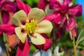 Spring floral garden. Flowers Columbine Latin: Aquilegia close up Royalty Free Stock Photo