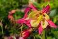 Spring floral garden. Pink-yellow flowers Columbine Latin: Aquilegia close up. Free space