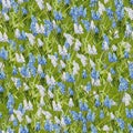 Spring floral hand-drawn vector seamless pattern. Blue and white flowers of Muscari latifolium on a green background. Endless Royalty Free Stock Photo