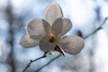 Spring floral natural background. Closeup of a white-vanilla magnolia flower against the sky. Macro, magnolia in botanical garden.