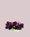 Spring floral tulip design with purple and pink flowers in yelloow vase isolated on background Royalty Free Stock Photo