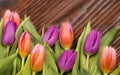 Spring flover, colored tulips