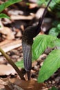 Arisaema Urashima Royalty Free Stock Photo