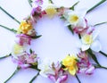 Spring flower arrangement. Pink astromeria and yellow daffodils on a white background. Royalty Free Stock Photo