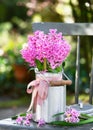 Spring flower arrangement. Pink hyacinthine flowers in an aluminum milk can with pink bow. Royalty Free Stock Photo