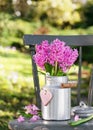 Spring flower arrangement. Pink hyacinthine flowers in an aluminum milk can with pink bow. Royalty Free Stock Photo