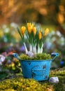 Spring flower arrangement. Yellow crocus flowers with green moss in a vintage old turquoise pot with GARDEN wort on it. Royalty Free Stock Photo