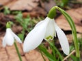 Spring flower