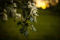 Spring flower background - abstract floral border green leaves and white flowers. Boke. Sunset. Royalty Free Stock Photo