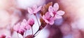 Spring flower background banner panorama - Pink beautiful blooming cherry blossoms  Prunus with soft bright bokeh Royalty Free Stock Photo