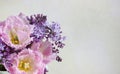 Spring flower background Royalty Free Stock Photo