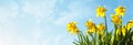 Spring flower background Daffodils against a blue sky Royalty Free Stock Photo