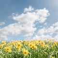 Spring flower background Daffodils against a blue sky Royalty Free Stock Photo