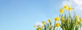 Spring flower background Daffodils against a clear blue sky Royalty Free Stock Photo