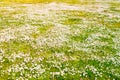 Spring flower background. Daisies in green meadow