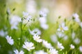 Spring flower on a background of greenery, the freshness of the morning, close-up