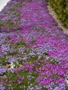 Spring flower background. A path of multicolored creeping phlox flowers Royalty Free Stock Photo