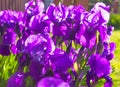 Spring flower background - purple early spring iris flower under Royalty Free Stock Photo