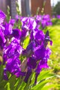 Spring flower background - purple early spring iris flower under Royalty Free Stock Photo