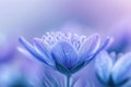 Spring flower background Violet blue bloom with ample free copy space Royalty Free Stock Photo