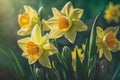 Spring flower background yellow Daffodils against a clear blue sky. Beautiful blurred spring background nature. generative AI Royalty Free Stock Photo