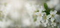 SPRING FLOWER BACKGROUNDS. SMALL WHITE CHERRY OR PLUM BLOSSOM BLURRED WITH COPY SPACE