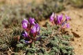 Spring flower on a barren hillside,Ladakh, India.