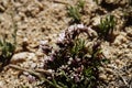 Spring flower on a barren hillside in Ladakh, India.