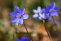 Spring flower. Beautiful blooming first small flowers in the forest. Hepatica. Hepatica nobilis. Royalty Free Stock Photo