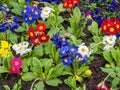 Spring flower bed garden springtime Royalty Free Stock Photo