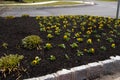 Spring flower bed freshly filled with new mulch and compost mixture with violets and trim lawn edge