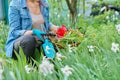 Spring flower bed, gardening landscaping, woman& x27;s hands in gardening gloves with tools